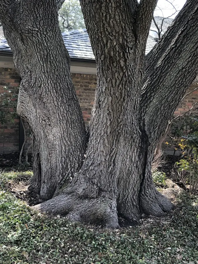 Mature heritage tree close to a Neopit property cared for by certified arborists
